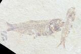 Multiple () Small Knightia Fossil Fish - Wyoming #77132-1